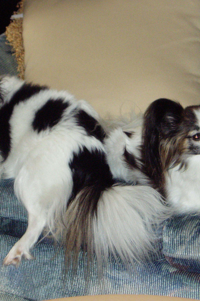 Пара папильонов на кресле