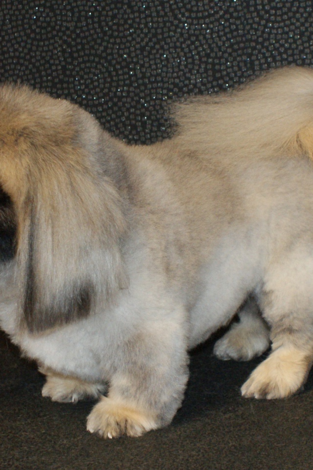 Собака пекинес на черном фоне