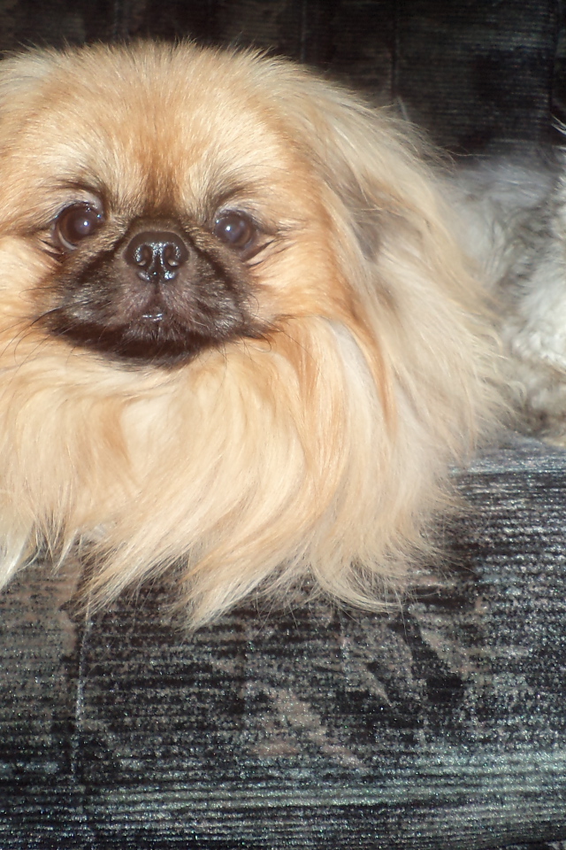 Пекинес и недовольный кот