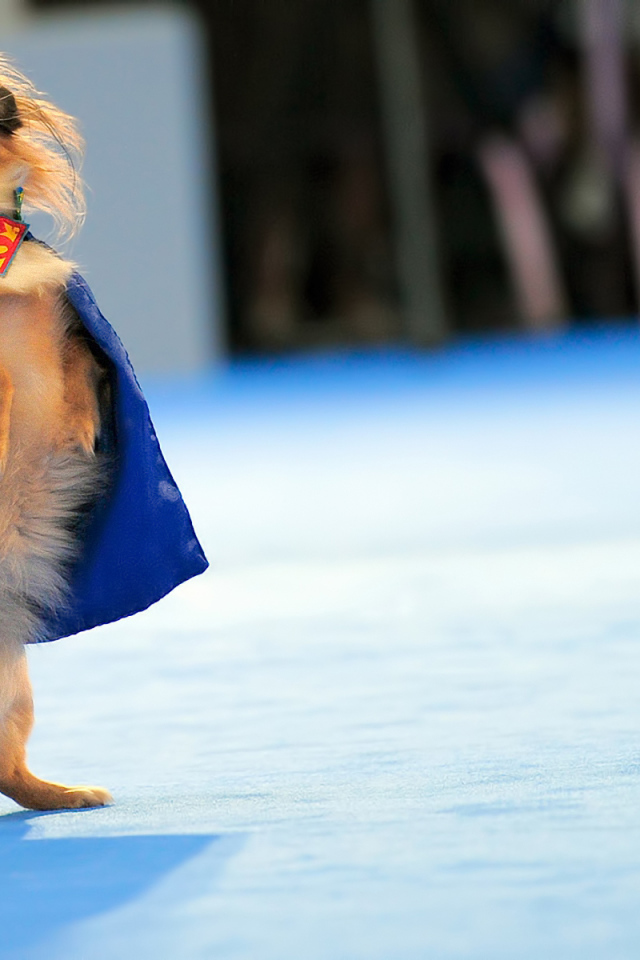 Пекинес в костюме супермена