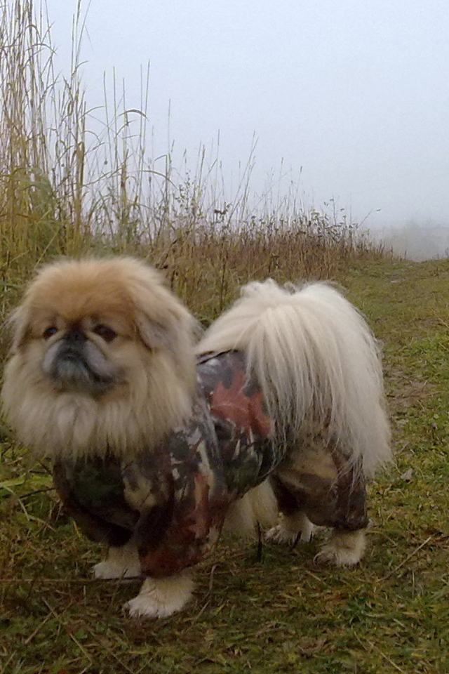 Пекинес в комбинезоне