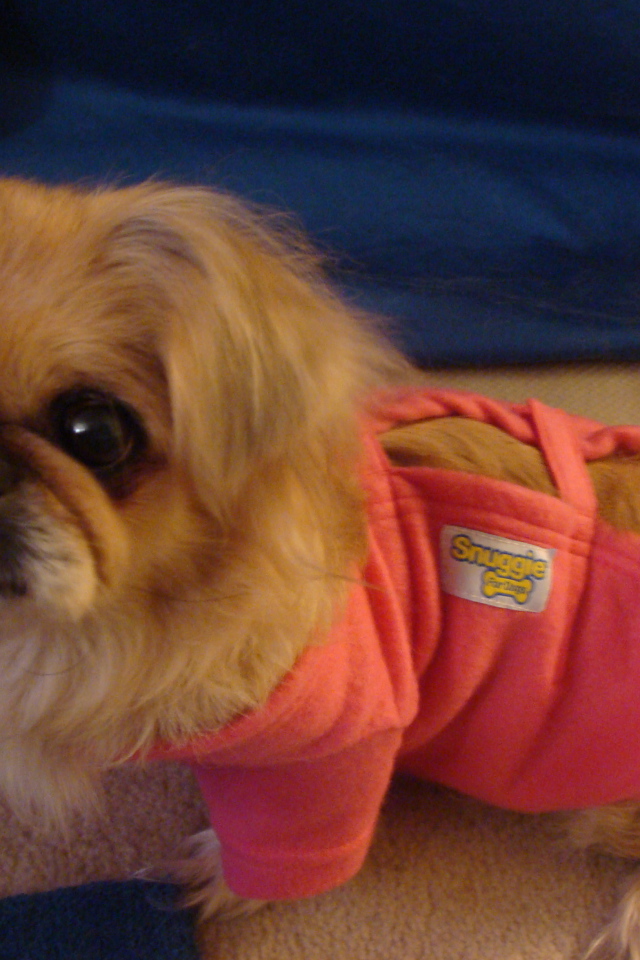 Пекинес в розовой кофте