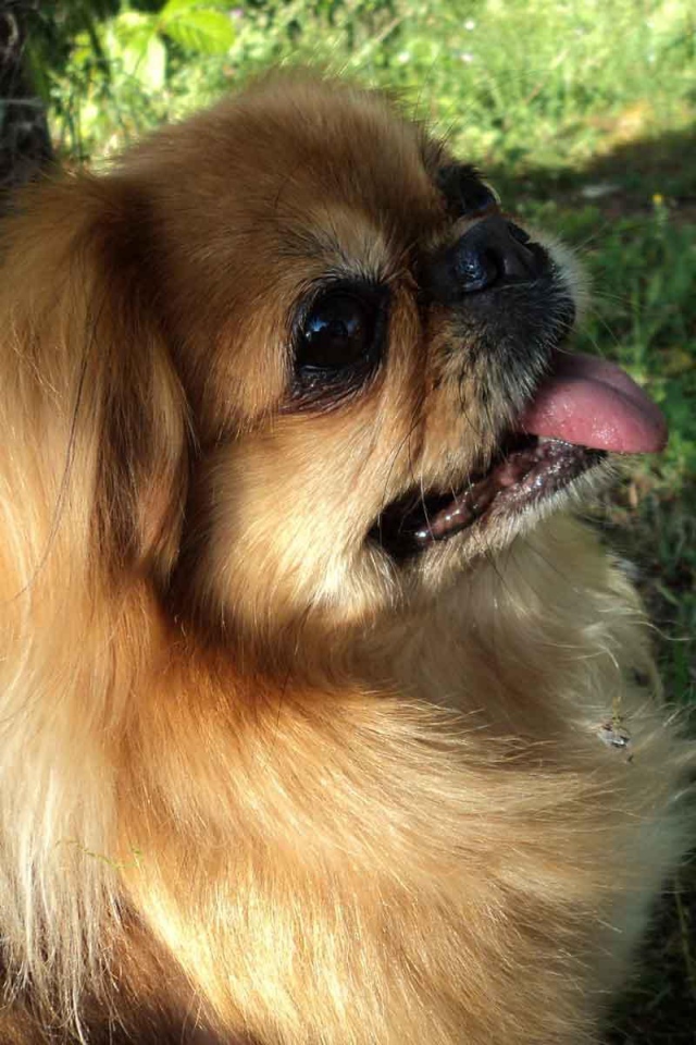 Пекинес в лесу