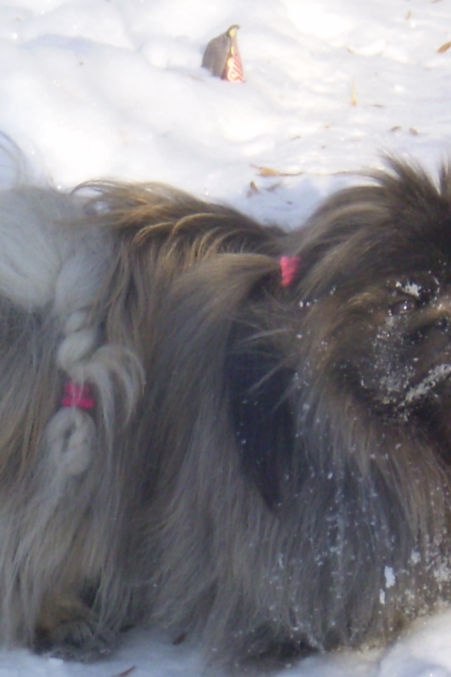 Пекинес в снегу