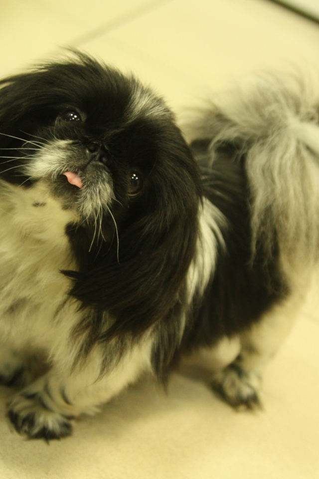 Пекинес стоит на полу