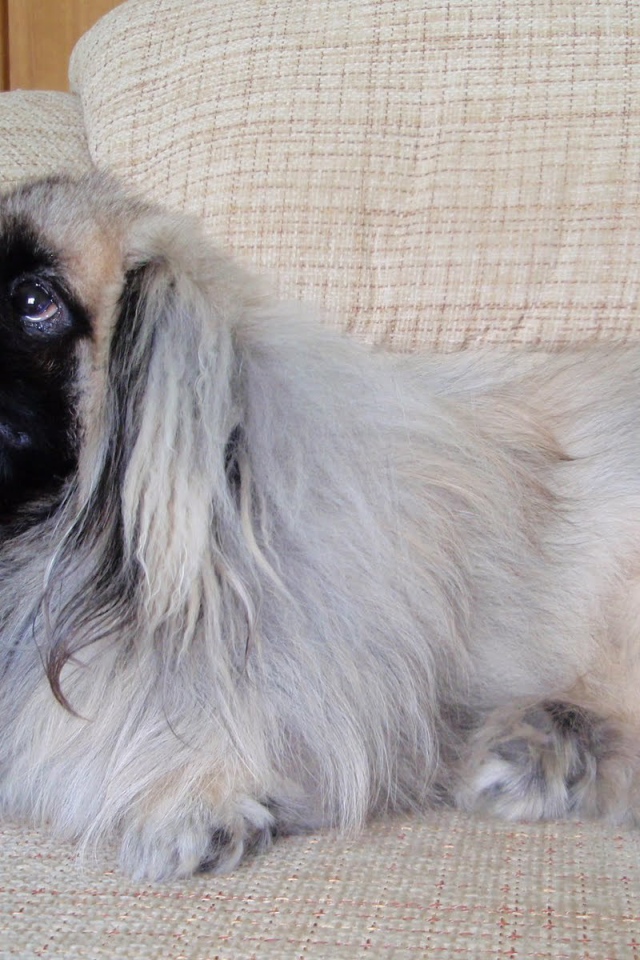 Пекинес лежит на кресле