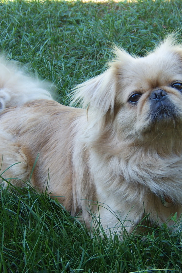 Пекинес лежит на траве