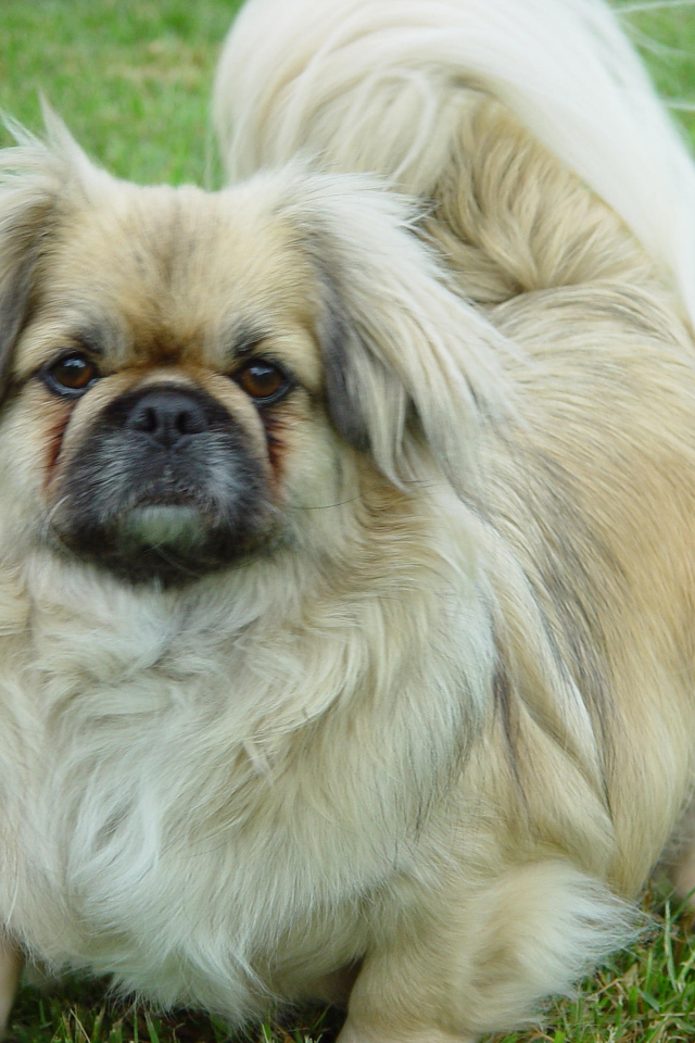 Пекинес на газоне