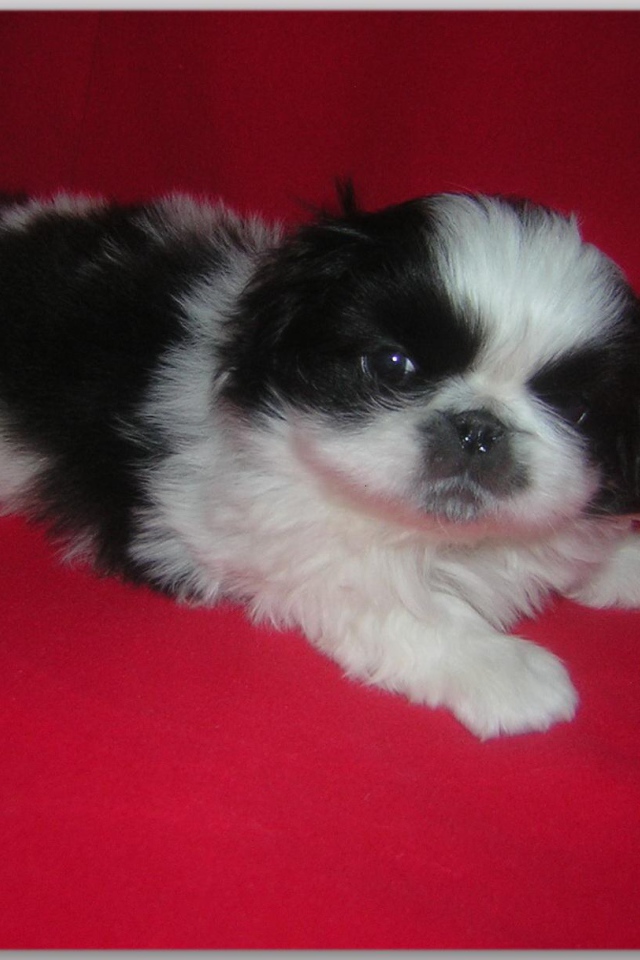 Щенок пекинеса на красном фоне