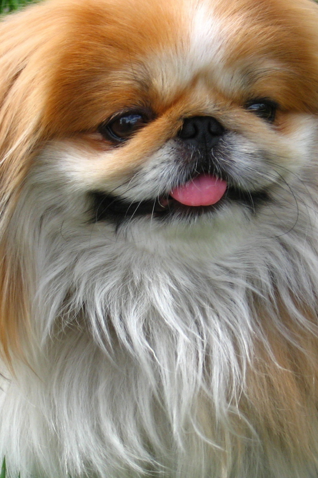 Улыбающийся пекинес на природе