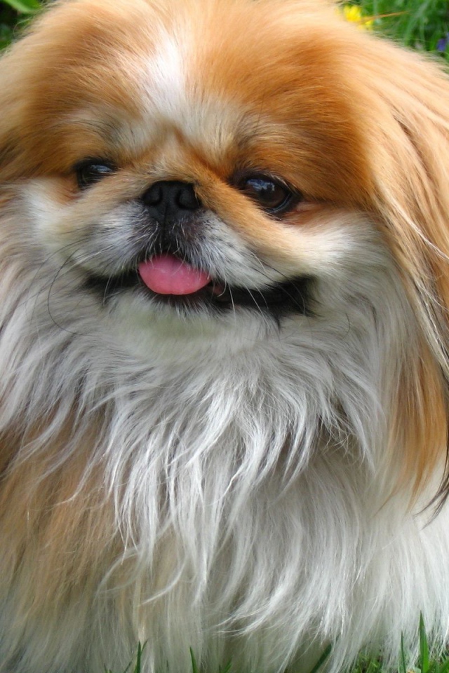 Пекинес гуляет в саду