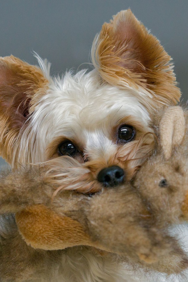 Пекинес с игрушкой