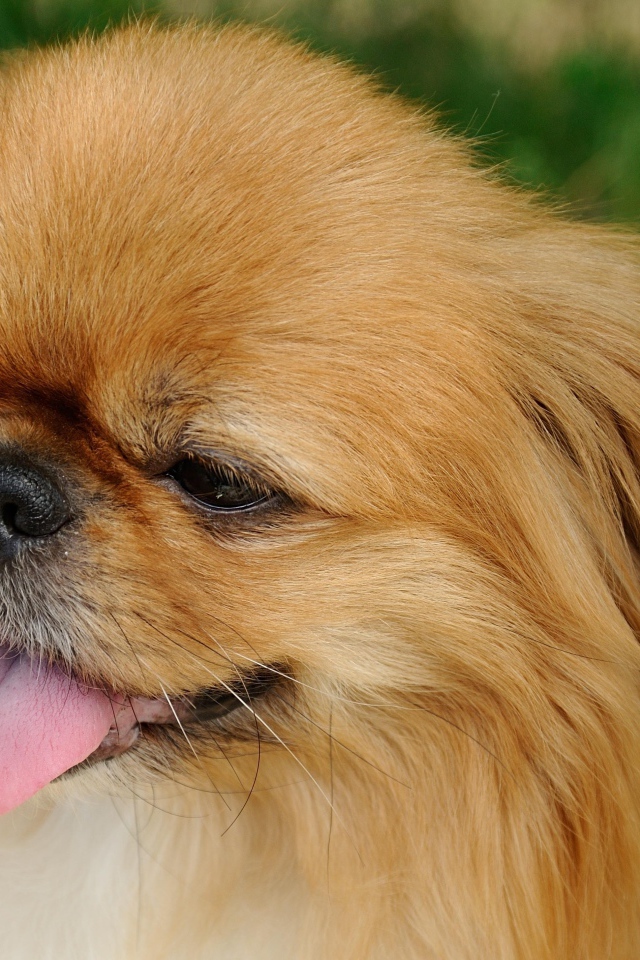 Пекинес с розовым языком