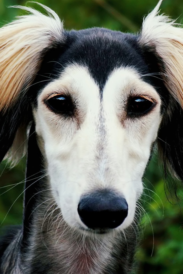 Персидская борзая салюки