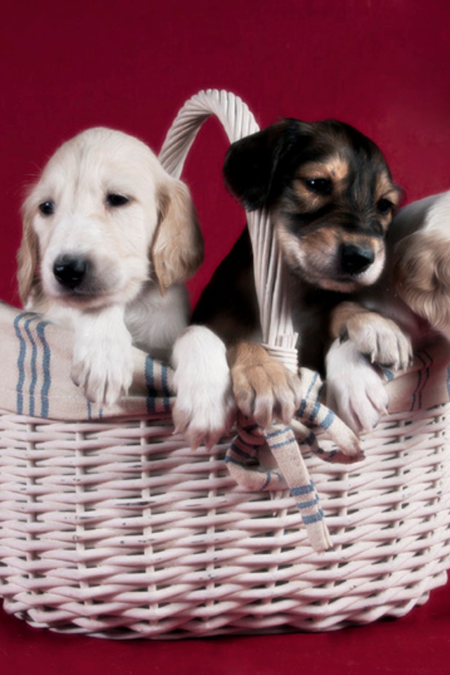 Щенки персидской борзой салюки