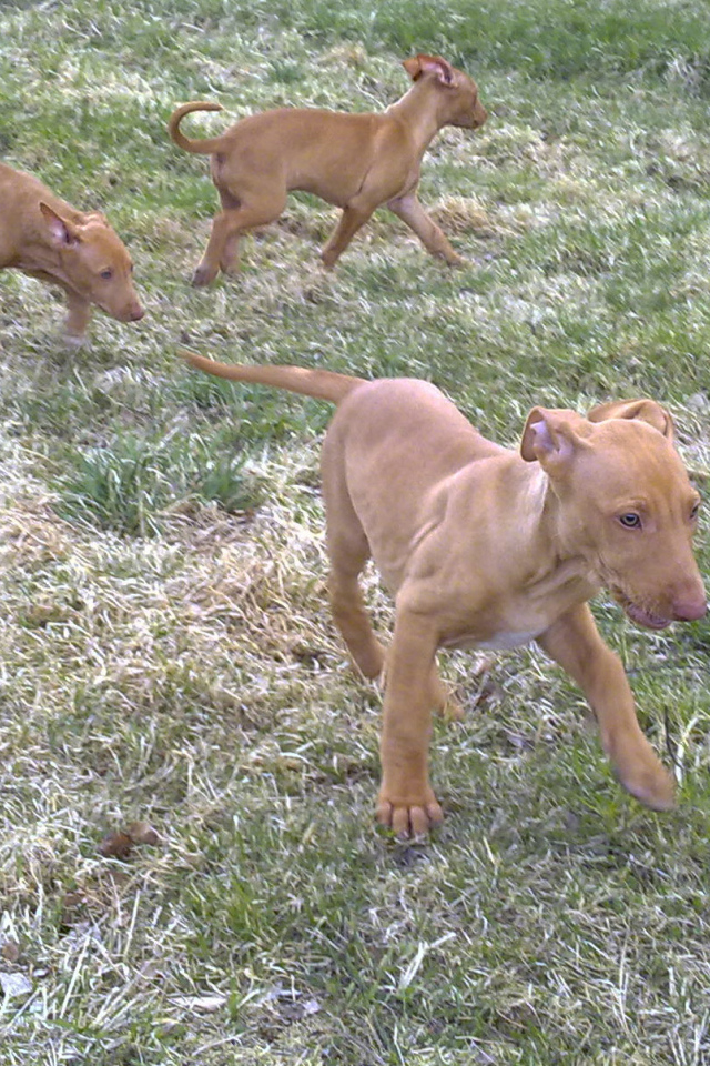 Щенки фараоновой собаки