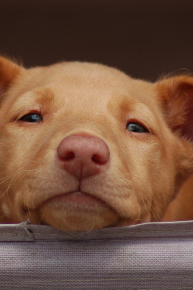 Щенок фараоновой собаки