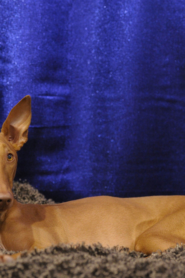 Фараонова собака фотомодель