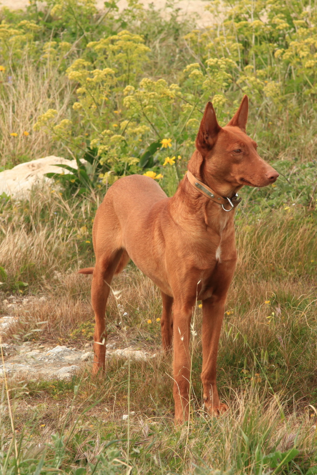 Фараонова собака в траве