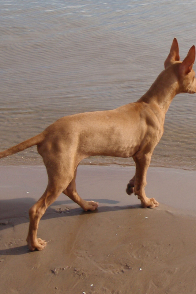 Фараонова собака у воды