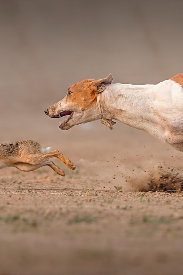 Фараонова собака догоняет зайца