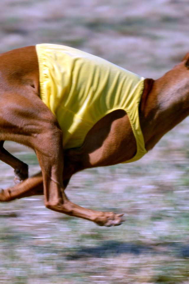 Фараонова собака участвует в гонке