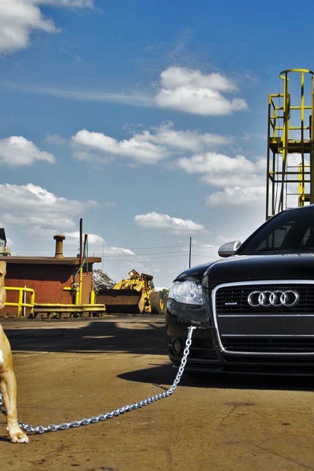 Питбуль охраняет машину