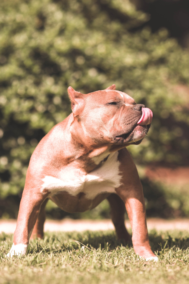 Питбуль облизывает нос