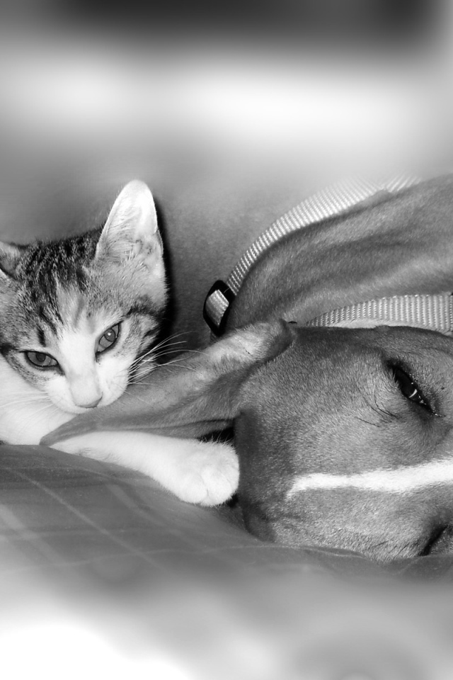 Питбуль с котенком