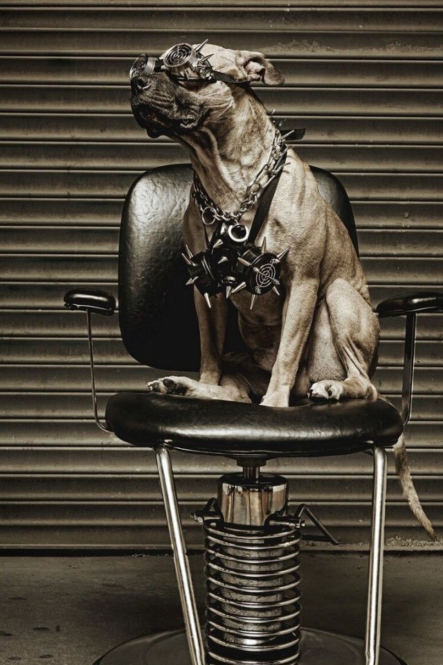 Питбуль на кресле