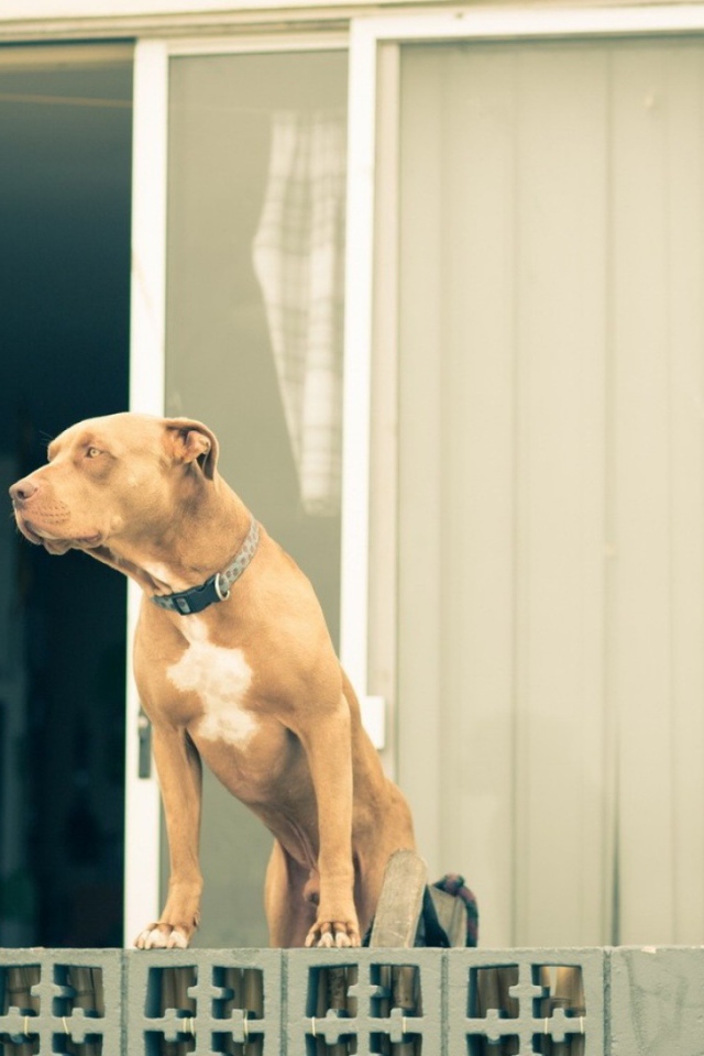 Питбуль охраняет дом