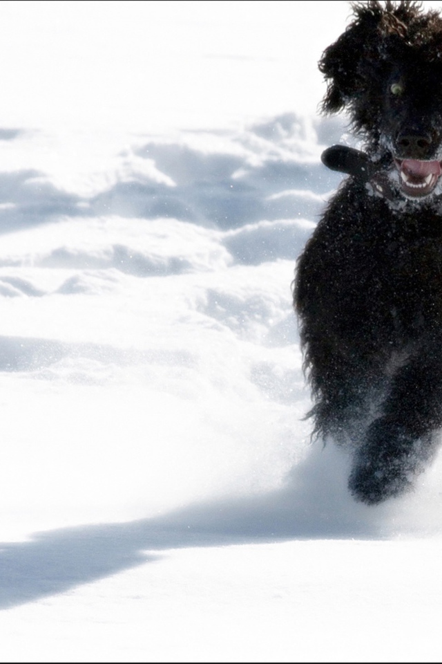 Игривый ирландский водяной спаниель