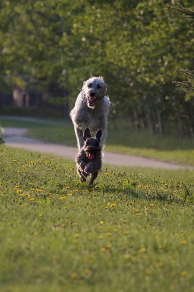 Игривый ирландский волкодав