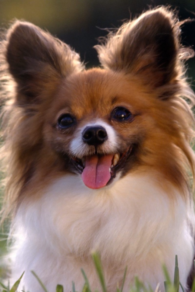 Игривый папильон в траве