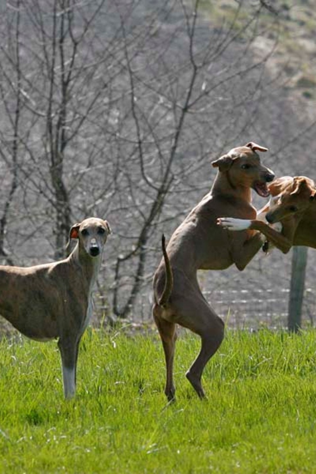 Игривые собаки азавак