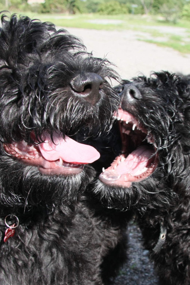 Игривые собаки барбет