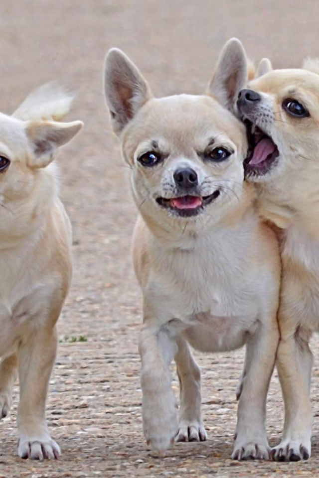 Игривые собаки чихуахуа