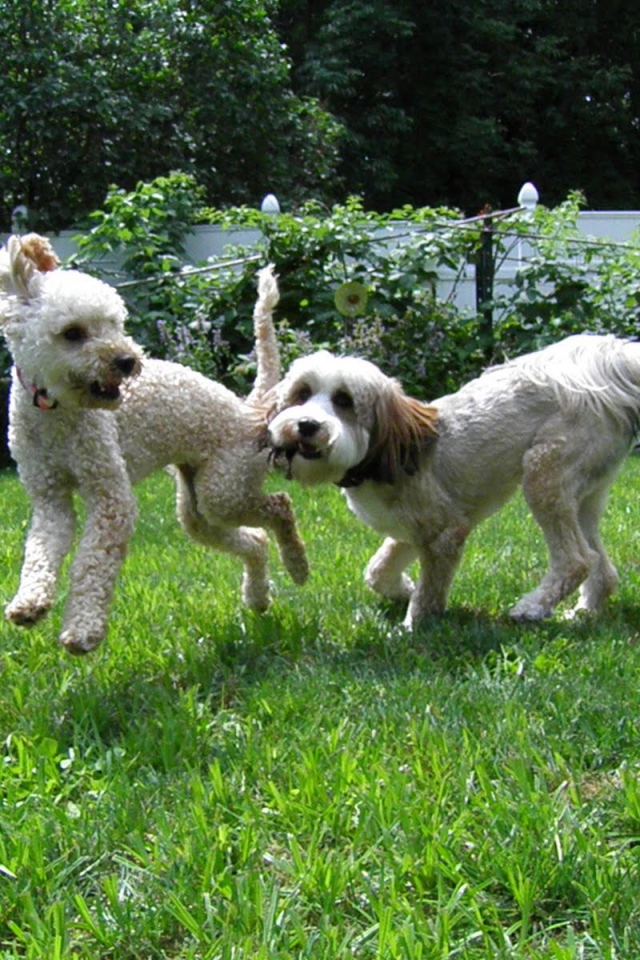 Игривые собаки бедлингтон терьер