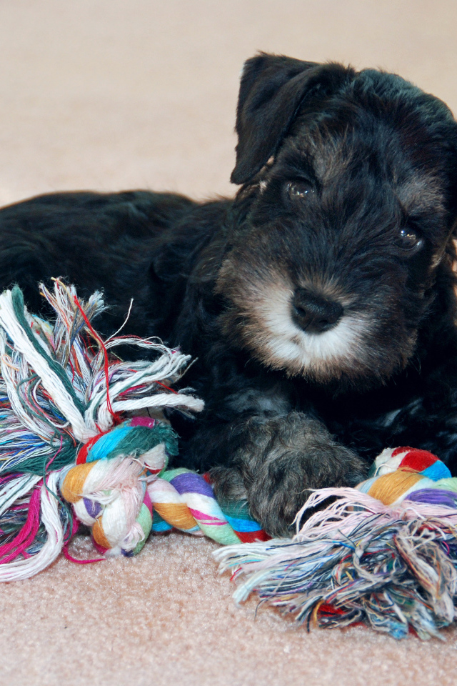 Игривый маленький шнауцер