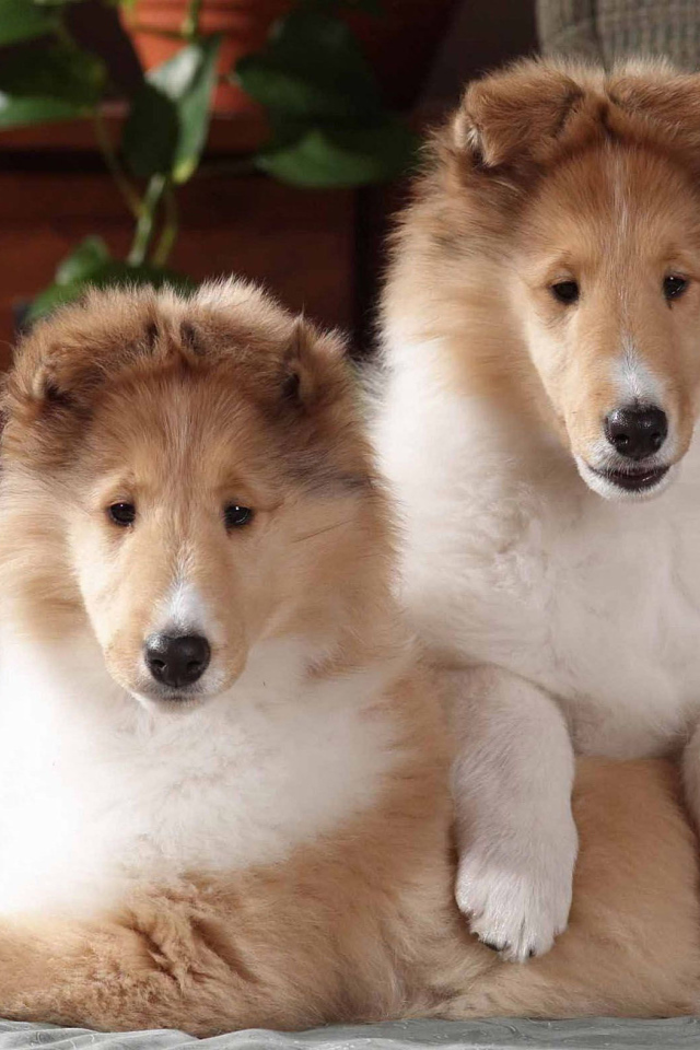 Игривые щенки колли