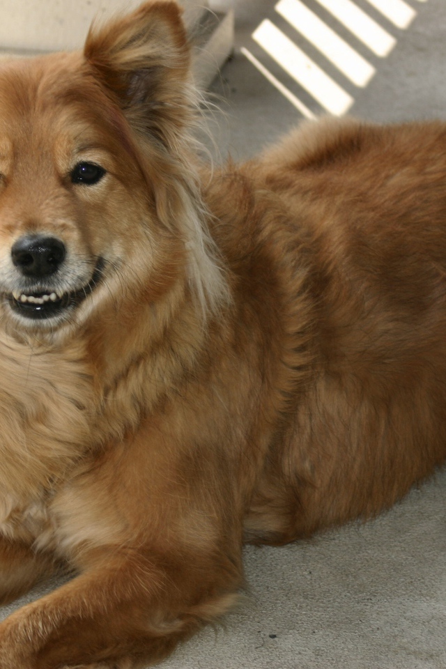 Довольная собака чинук