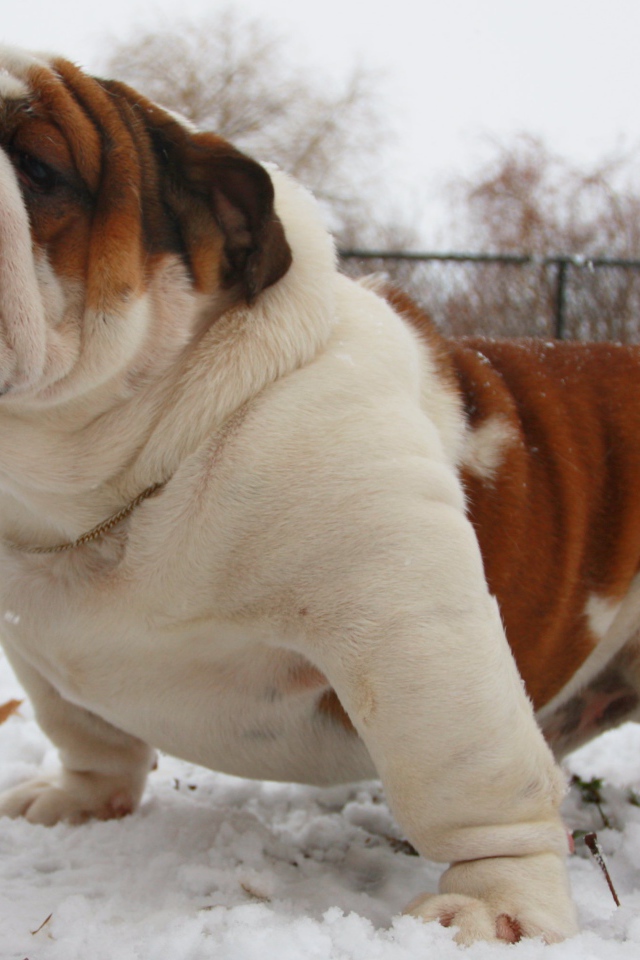 Довольный английский бульдог