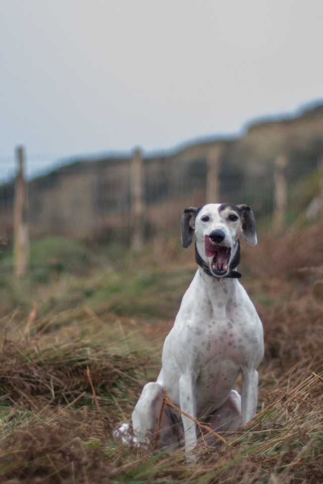Довольный пес салюки