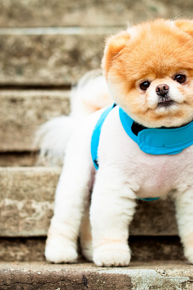 Померанский шпиц на ступеньках