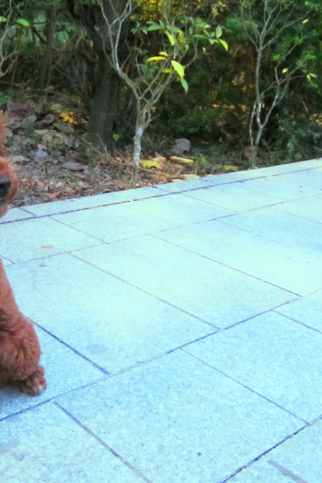 Пудель на прогулке