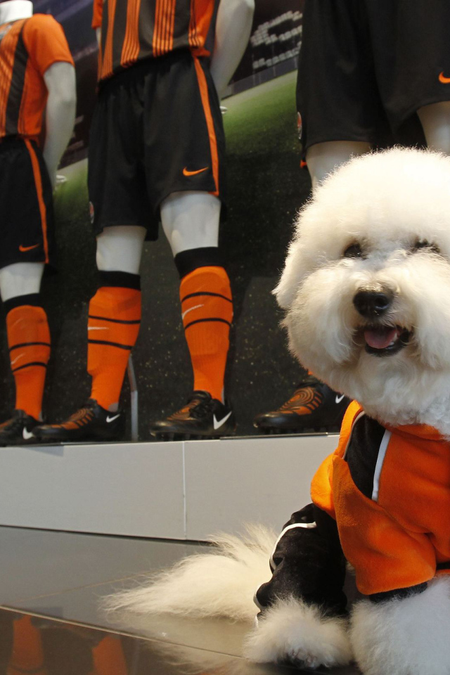 Пудель в спортивной форме