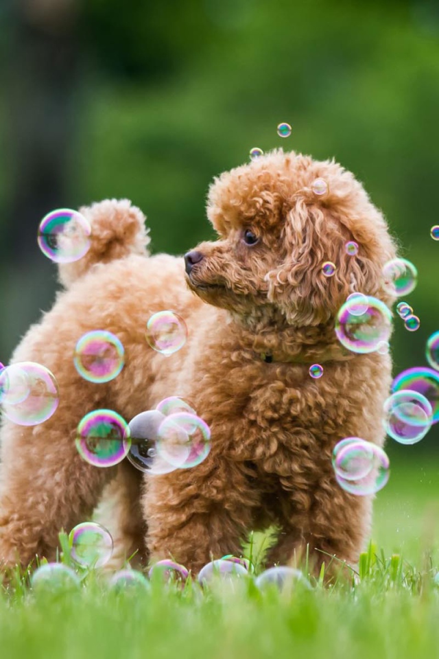Пудель среди мыльных пузырей