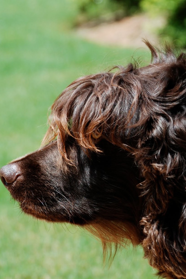 Пудель на фоне травы