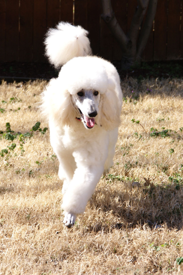 Пудель бежит по двору