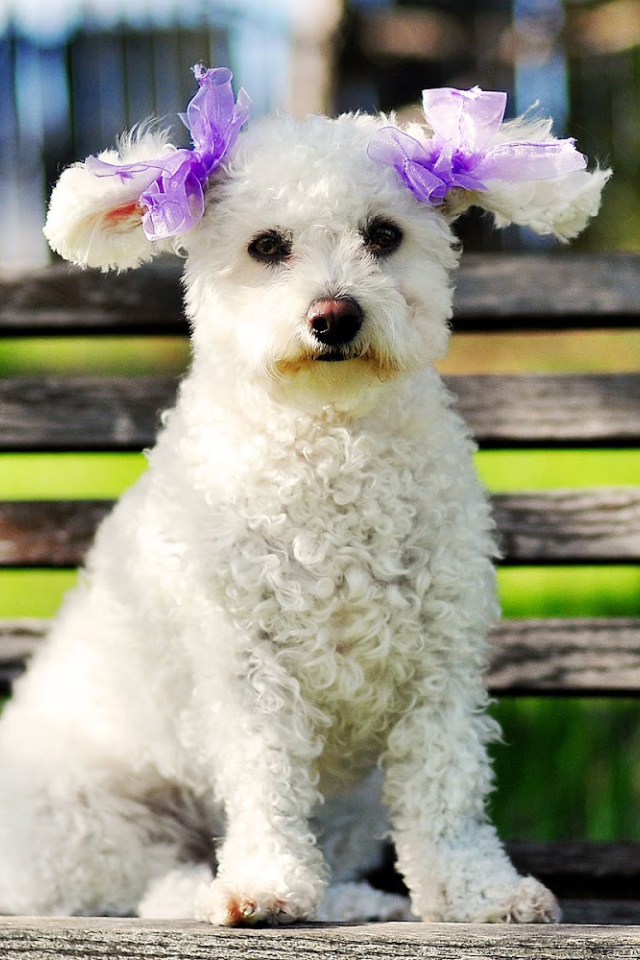 Пудель сидит на лавке